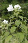 Swamp rosemallow